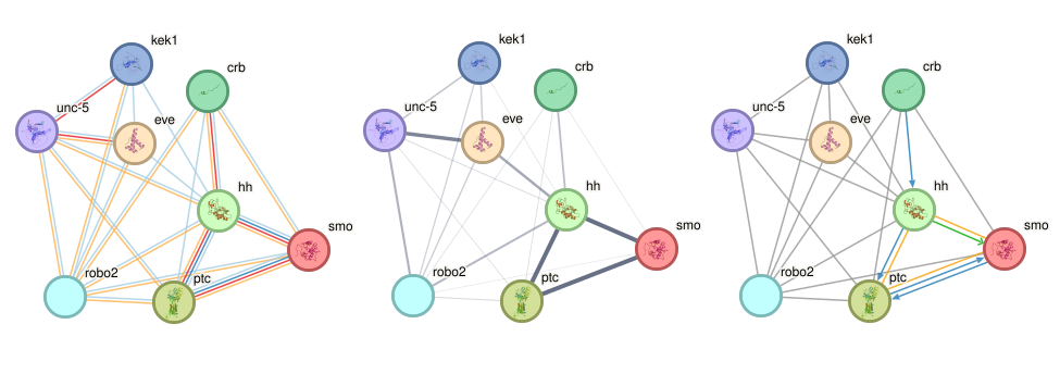 evidece/confidence networks