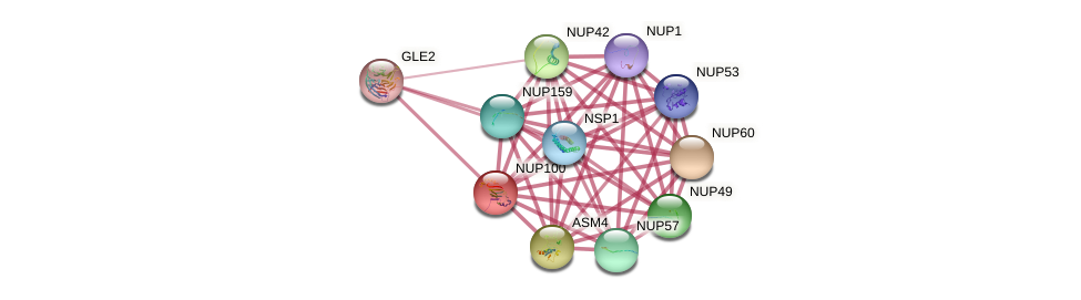 Nuclear pore complex