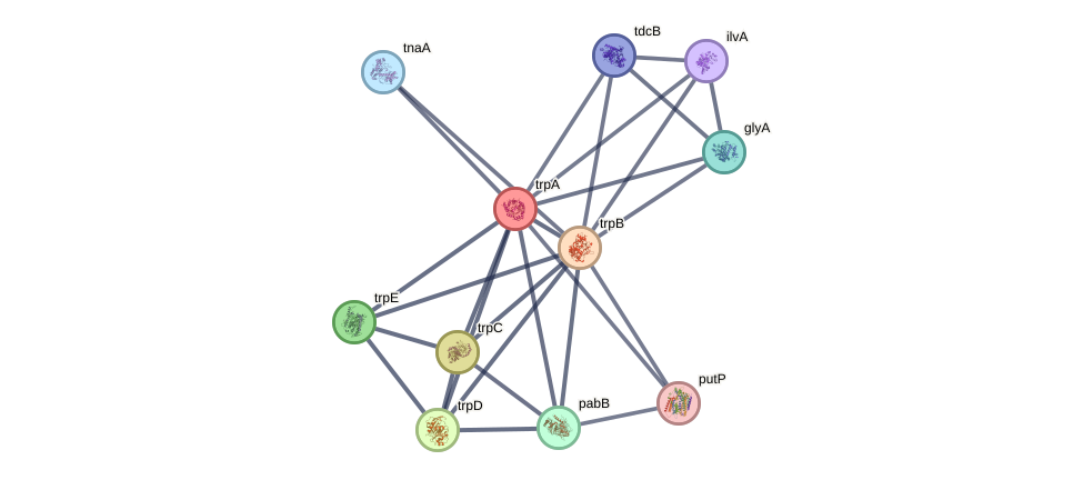 TrpA network